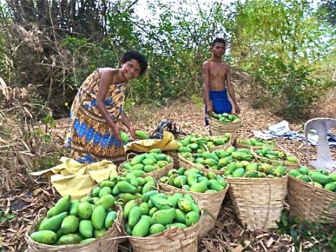 In praise of fair trade dried mangoes