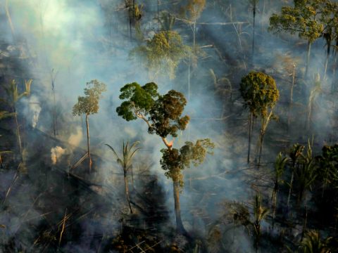 Save, protect forests without delay cardinal says at climate summit