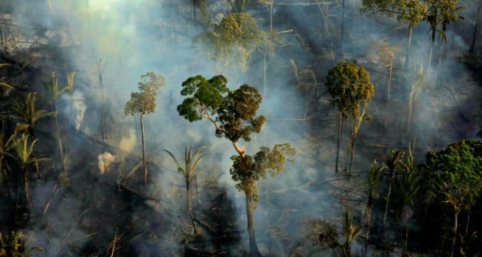 Save, protect forests without delay cardinal says at climate summit