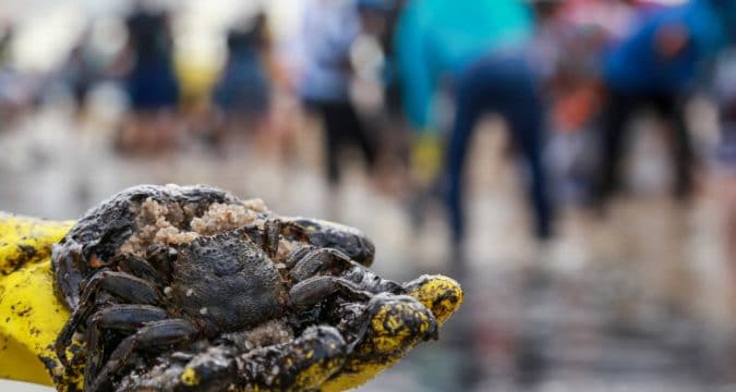Pope’s theology of ecology compiled in new book