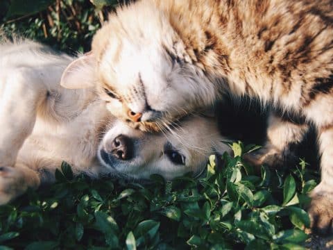 Owners urged to take better care of pets during epidemic