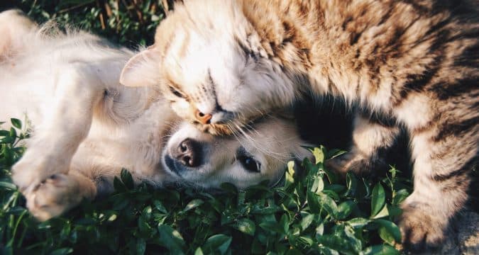 Owners urged to take better care of pets during epidemic