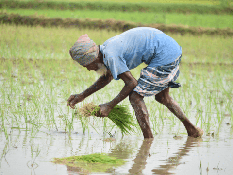 Virus-hit Asian countries focus on food innovation