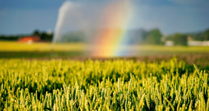 Pope Francis’ message for World Day of Prayer for the Care of Creation