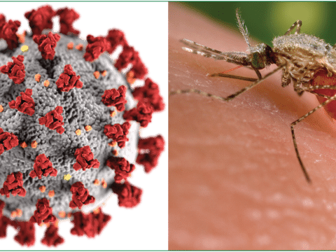 The scourge of Covid-19 and malaria rages on
