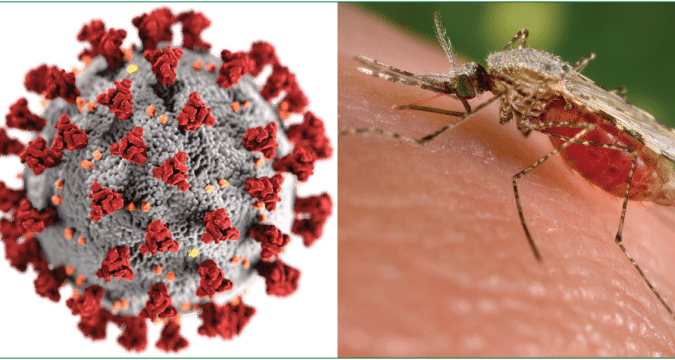 The scourge of Covid-19 and malaria rages on