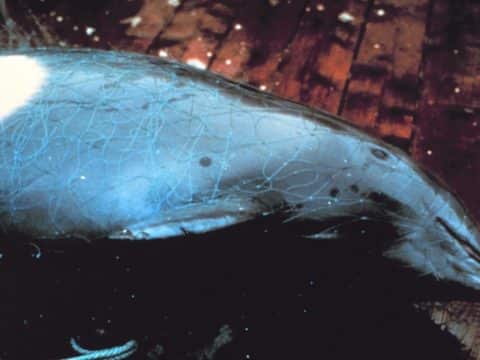 The oceans under serious threat