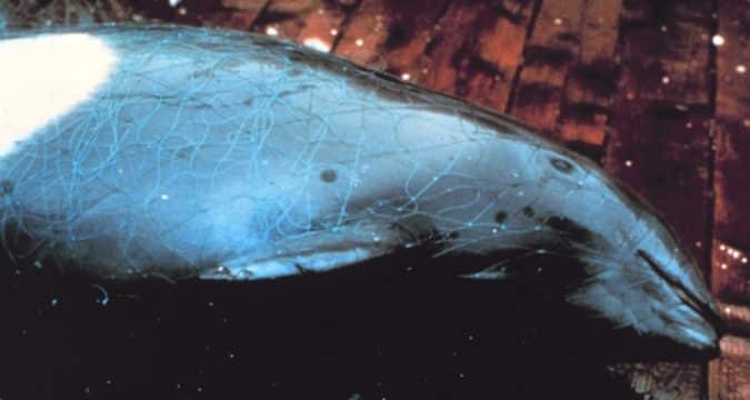 The oceans under serious threat