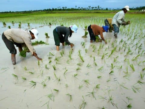 Cambodia’s Catholics and Buddhists join hands in Season of Creation