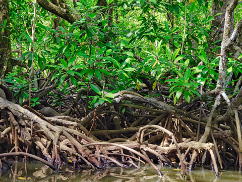 Calls for vigilance on Palawan’s 50-year mining moratorium