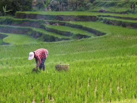 Is  Laudato Si’ just a bundle of papers in Asia?