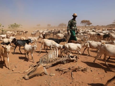 Kenyan bishops urge decisive action on climate change-induced drought