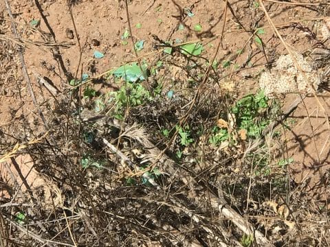 The plastic that kills