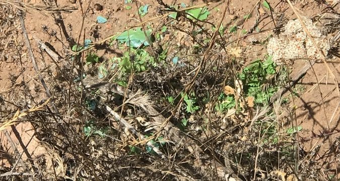 The plastic that kills