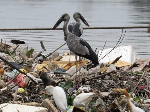 Save the biodiversity of the planet   