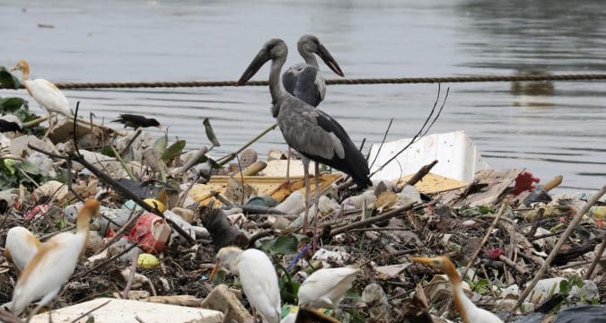Save the biodiversity of the planet