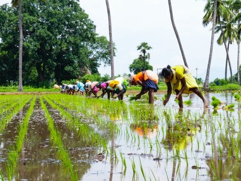 Archbishop seeks help for India’s rice farmers