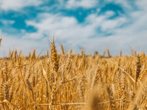 Famine and starvation to come from Putin’s war