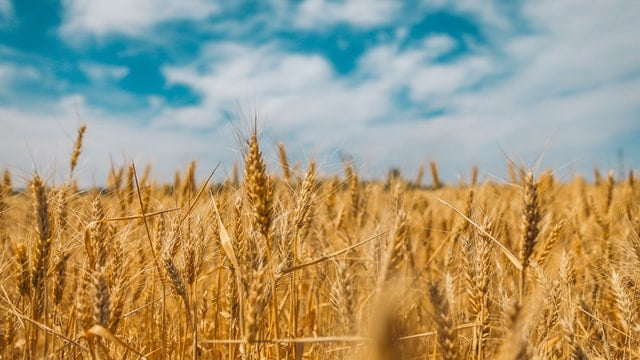 Famine and starvation to come from Putin’s war