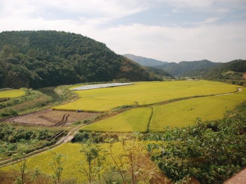 Farmers go organic to ease Korean food crisis 
