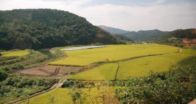 Farmers go organic to ease Korean food crisis