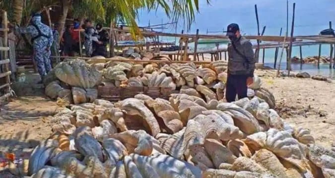 Giant clam poaching slammed by Philippine environmentalists