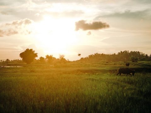 Moratorium on debt payments for Philippine farmers signed