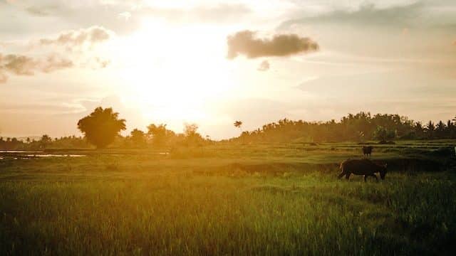 Moratorium on debt payments for Philippine farmers signed