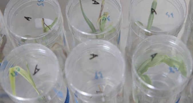 Doubts as Kenya’s government lifts ban on genetically modified food