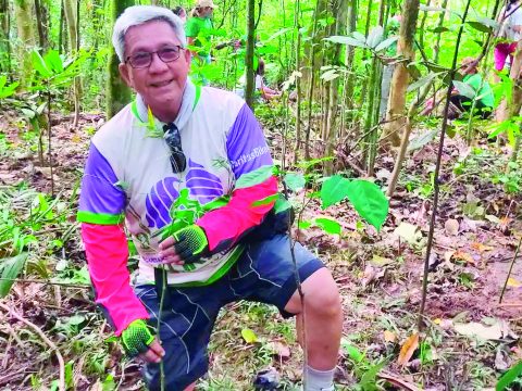 Planting bamboo to save the environment