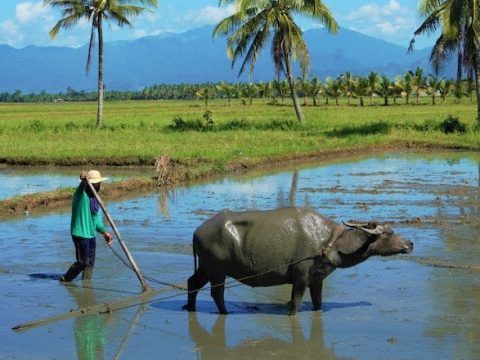 Filipino farmers demand end to rice hoarding and profiteering