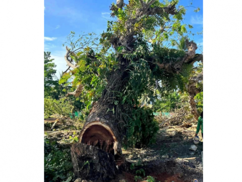 Bishop opposes tree cutting in Bohol