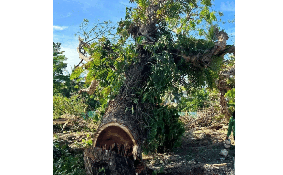 Bishop opposes tree cutting in Bohol