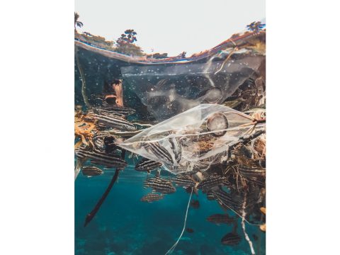 World Oceans Day, the tide has turned