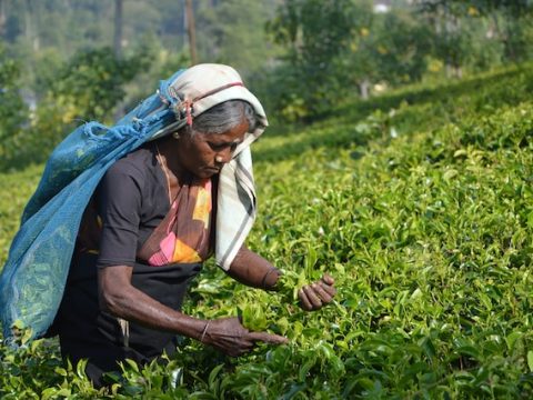 Sri Lanka’s bishops appeal on behalf of plantation workers