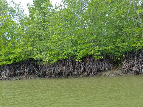 Malaysian archdiocese plants mangrove trees