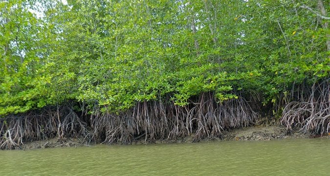 Malaysian archdiocese plants mangrove trees