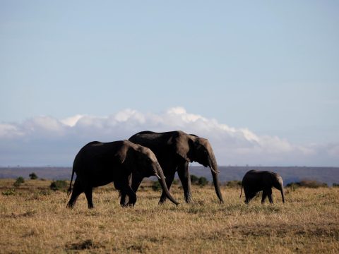 ‘Laudate Deum’ message on climate crisis reverberates in Africa