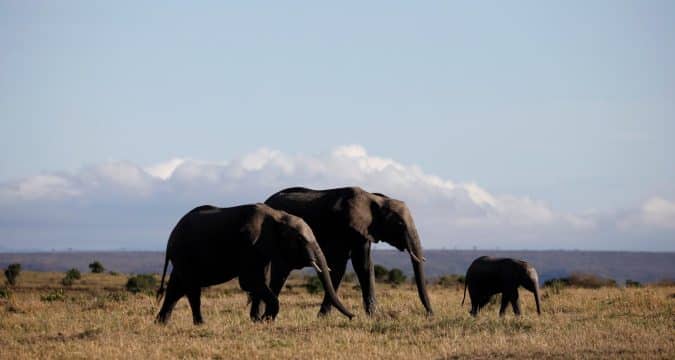‘Laudate Deum’ message on climate crisis reverberates in Africa