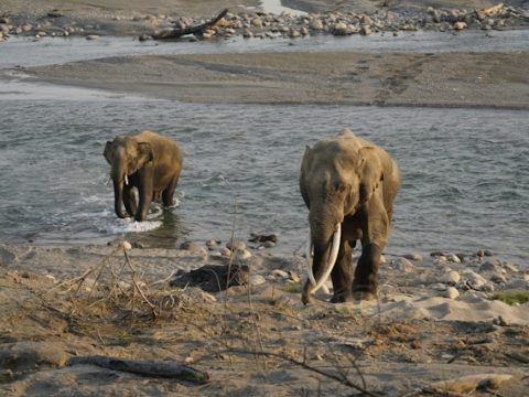 Indian Church head slams government over rising elephant attacks
