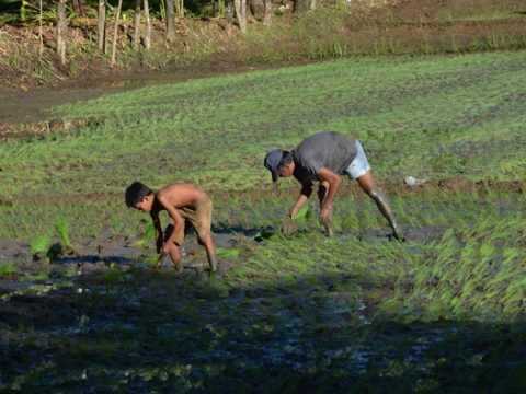 Expensive rice leads to greater hunger