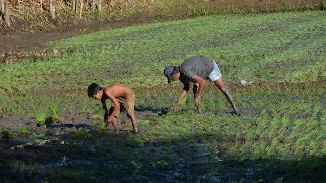 Expensive rice leads to greater hunger