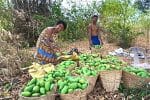 In praise of fair trade dried mangoes