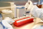 A scientist filters out samples during the research and development of a vaccine against Covid-19 on June 11, at a laboratory in St. Petersburg, Russia. Photo: CNS/Reuters