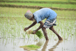 Working in the rice paddies. Photo: Ashraful Haque Akash/Unsplash