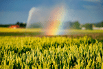 A rainbow is seen over a wheat field in Sailly-lez-Cambrai, France, as it is irrigated after authorities announced a drought risk for the summer. Photo: CNS photo/Reuters