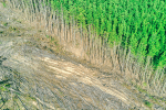 Top: Logging damage in the forest of the Great Otway National Park, in Victoria, Australia. Photo: gryffyn m/Unsplash
