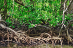 A monitor lizard lurks among the roots of a mangrove forest in Palawan, the Philippines. Photo: Robi Gallardo.
