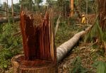 A deforested area in the Bom Futuro National Forest in Rio Pardo, Brazil, in 2019. Photo: CNS/Reuters