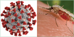 Left, a model, created at the Centres for Disease Control and Prevention, showing the ultrastructural morphology of coronaviruses of which Covid-19 (SARS-CoV-2) is one. Right, an Anopheles stephensi mosquito obtaining a blood meal from a human host. It is a known malarial vector with a distribution that ranges from Egypt all the way to China. Photo source and illustration: CDC/Public domain via Wikipedia